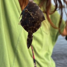 カワハギ