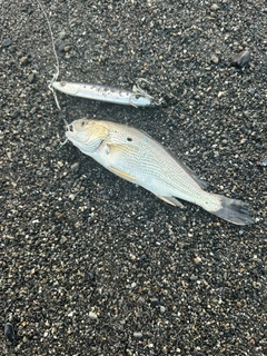 ニベの釣果