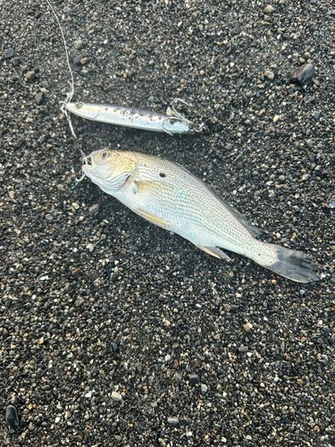 ニベの釣果