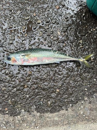 サバの釣果