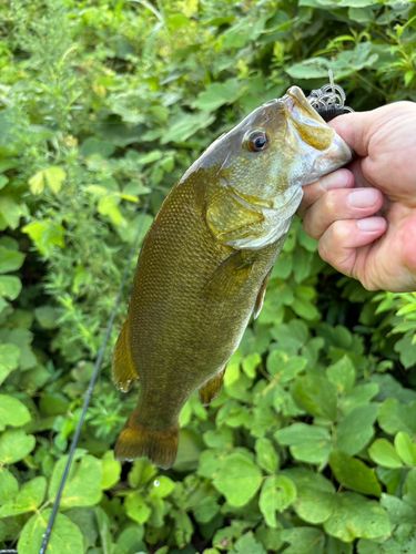 スモールマウスバスの釣果