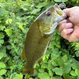 スモールマウスバス