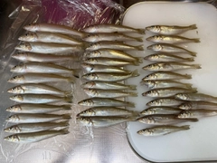 キスの釣果