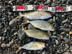ショゴの釣果