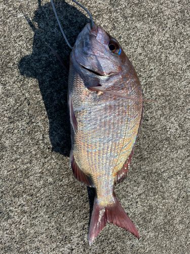 釣果