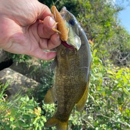 スモールマウスバス