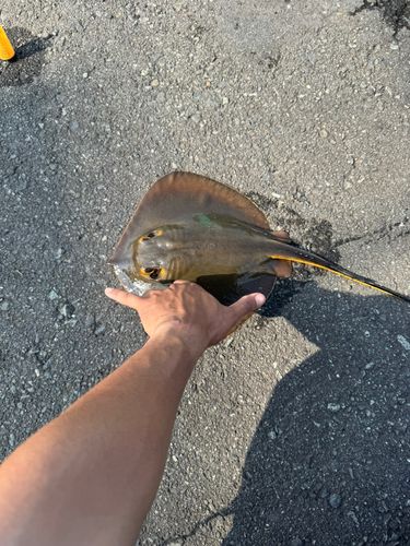 アカエイの釣果