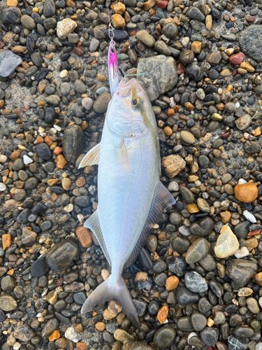 ショゴの釣果