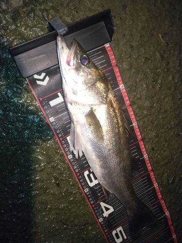 シーバスの釣果