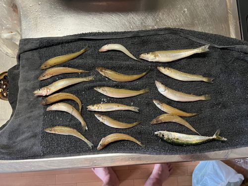 キスの釣果