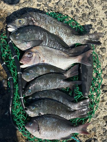 チヌの釣果
