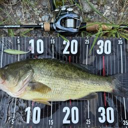 ラージマウスバス