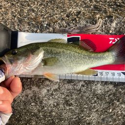 ラージマウスバス