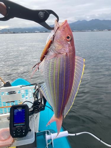 イトヨリダイの釣果