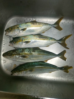 イナダの釣果