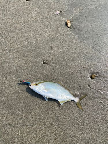 ショゴの釣果