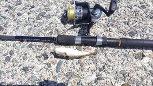 クサフグの釣果