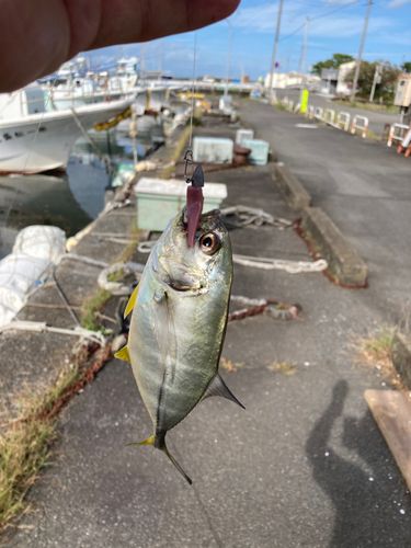 メッキの釣果