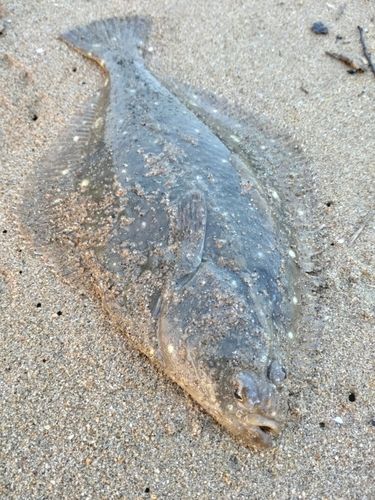 イシガレイの釣果