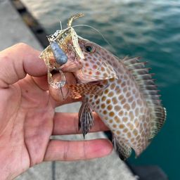 オオモンハタ