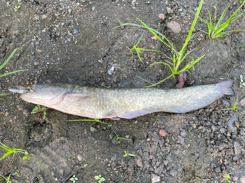 ニホンナマズの釣果