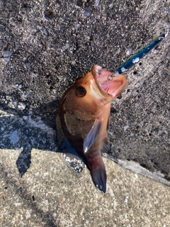 ヤミハタの釣果
