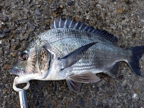クロダイの釣果