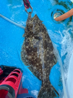 ヒラメの釣果