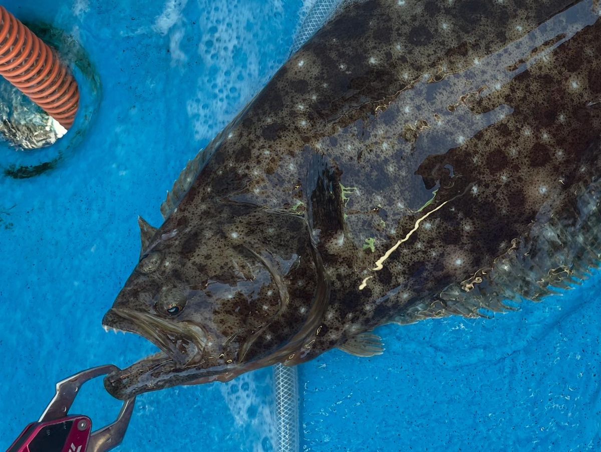 ぼん1210さんの釣果 2枚目の画像