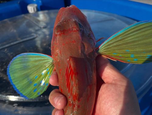 ホウボウの釣果
