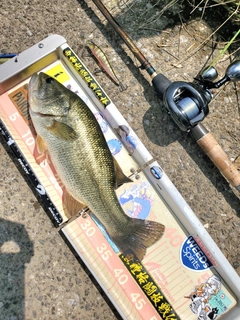 ラージマウスバスの釣果