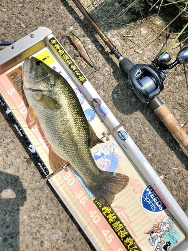 ラージマウスバスの釣果