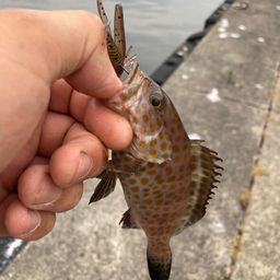 オオモンハタ