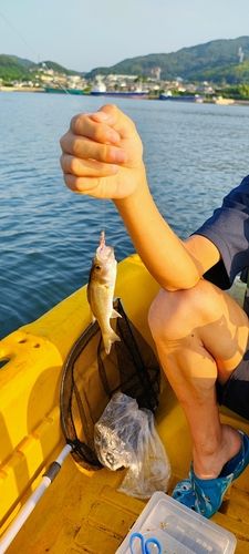 セイゴ（ヒラスズキ）の釣果