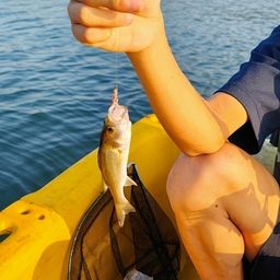 セイゴ（ヒラスズキ）