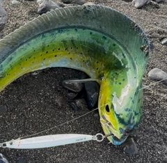 シイラの釣果