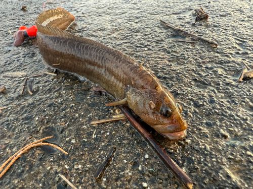 ギンポの釣果