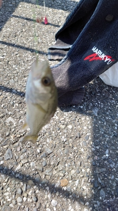 セイゴ（マルスズキ）の釣果