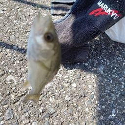 セイゴ（マルスズキ）