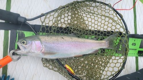 ニジマスの釣果