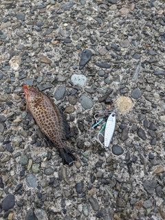 オオモンハタの釣果