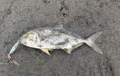 ショゴの釣果