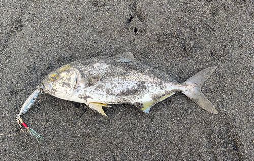 ショゴの釣果