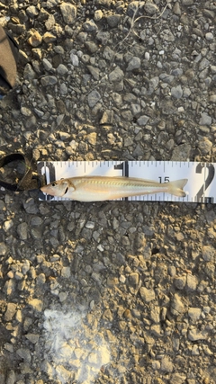 シロギスの釣果