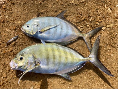 クロヒラアジの釣果