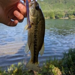 ラージマウスバス