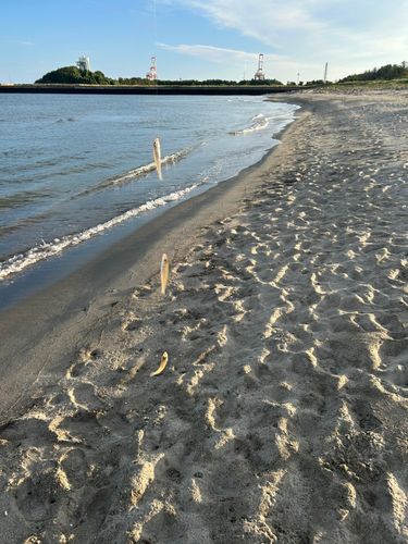 シロギスの釣果