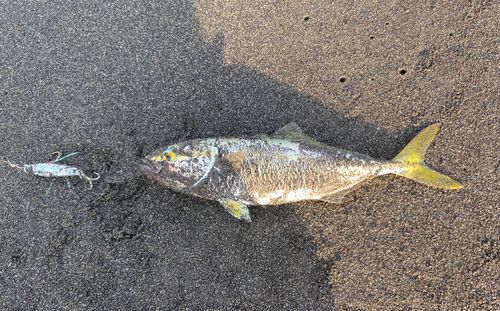 ワカシの釣果