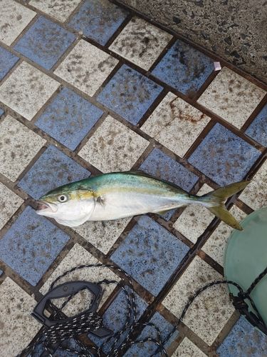 ヒラマサの釣果