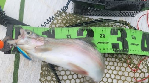 ニジマスの釣果